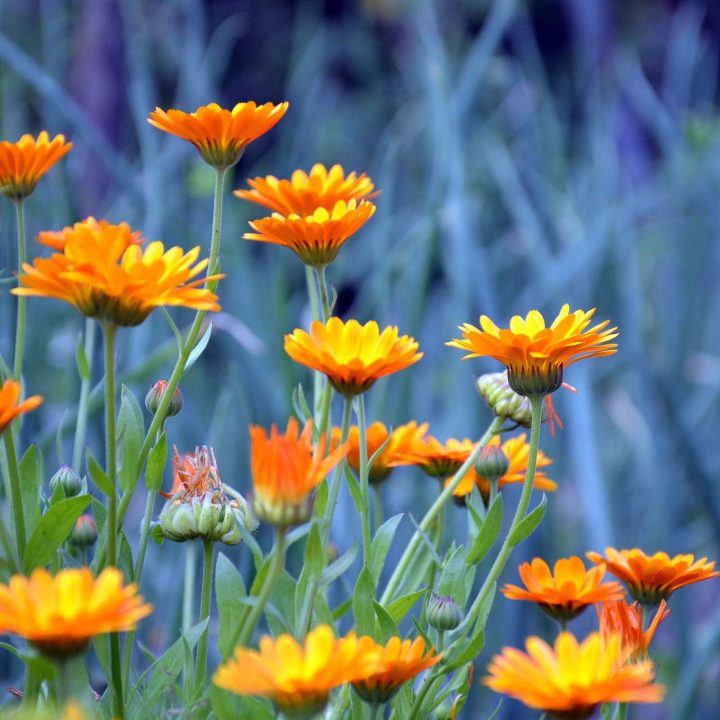 5 Benefits of Calendula Flowers & How to Use Them