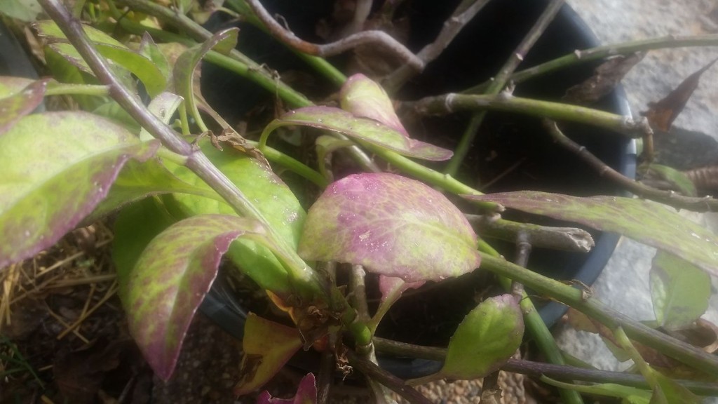 Growing Longevity Spinach (Gynura Procumbens) REMEDIES