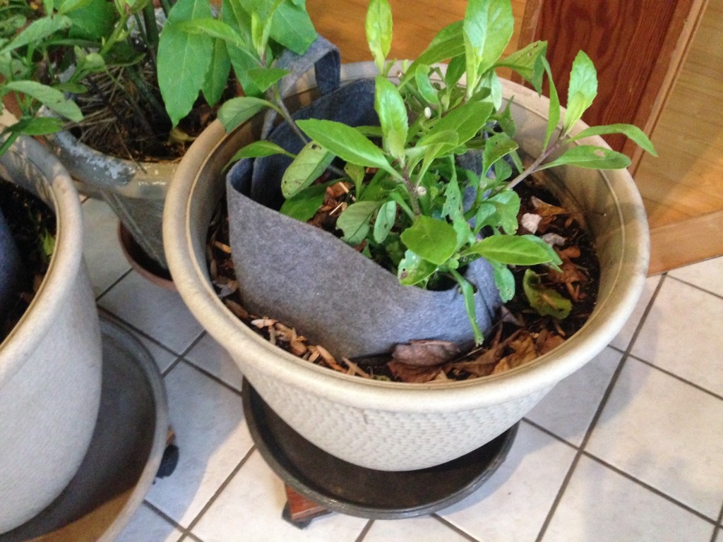 Longevity Spinach—Gynura Procumbens—Perennial Protein Vegetable GardensAll