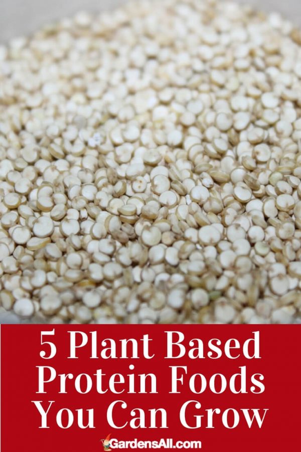 5 Plant Based Protein Foods You Can Grow GardensAll