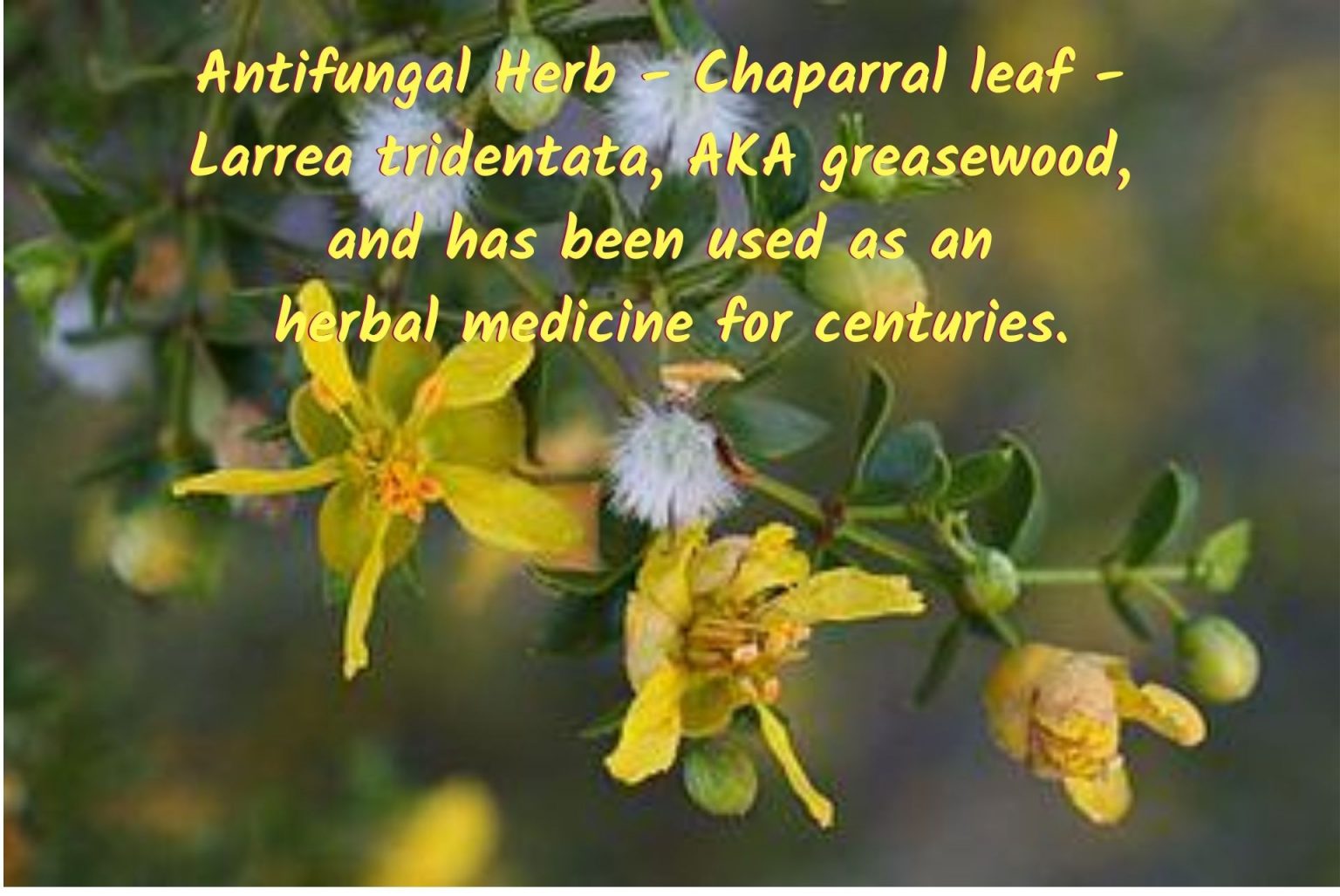 Natural Antifungal Herbs Beneficial for Fungal Rashes and Candida