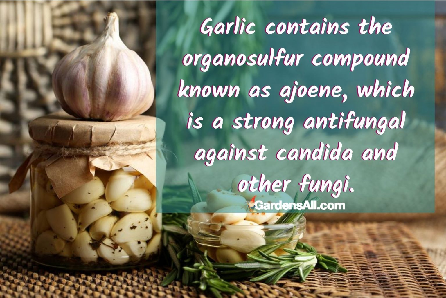 Natural Antifungal Herbs Beneficial for Fungal Rashes and Candida
