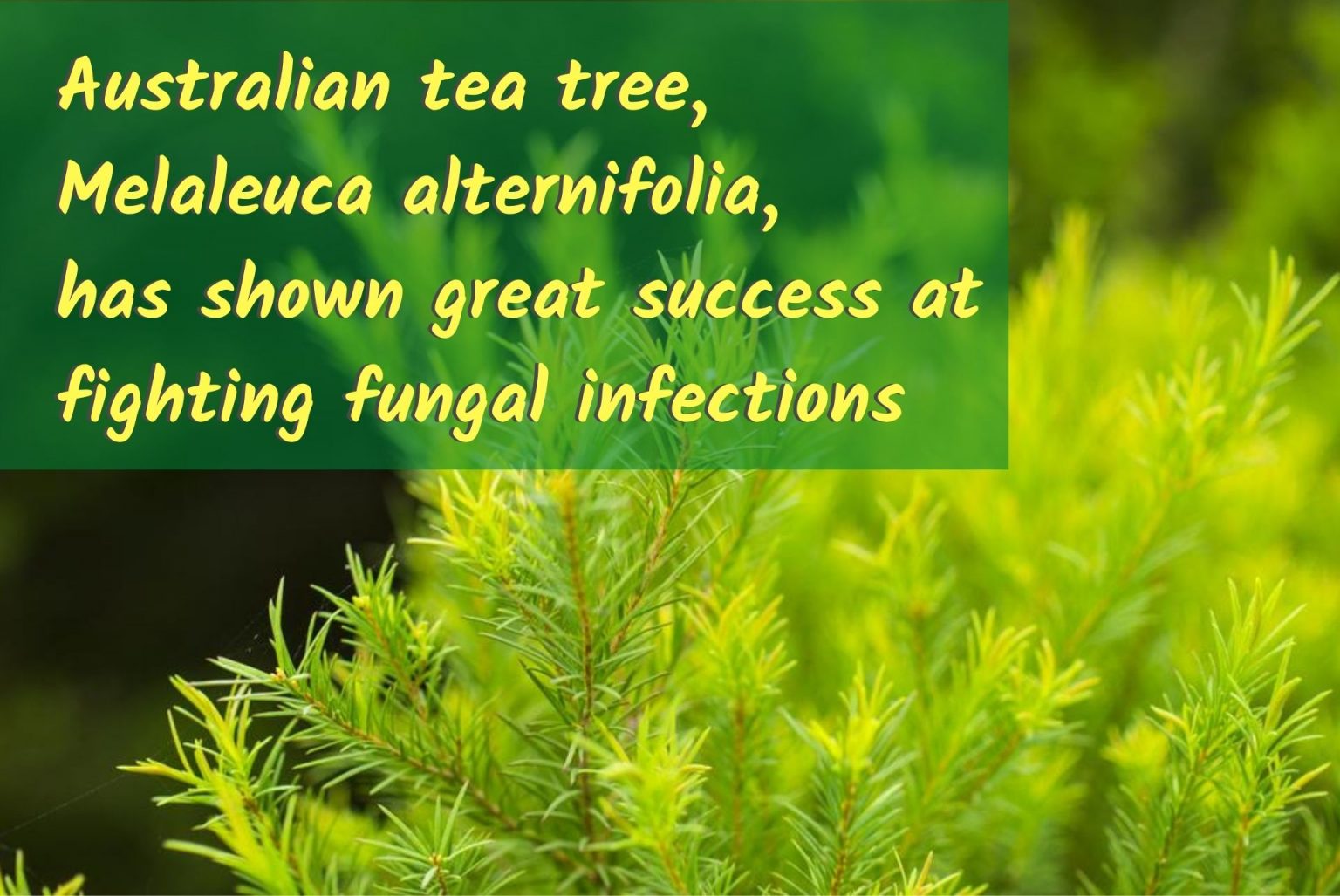 Natural Antifungal Herbs Beneficial for Fungal Rashes and Candida