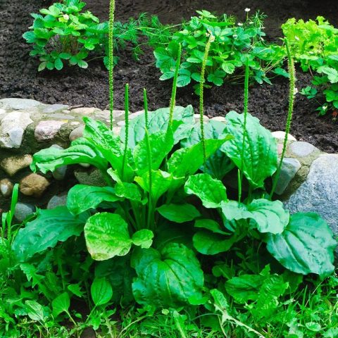 Broadleaf Plantain – Plantago Major and Plantago Lanceolata