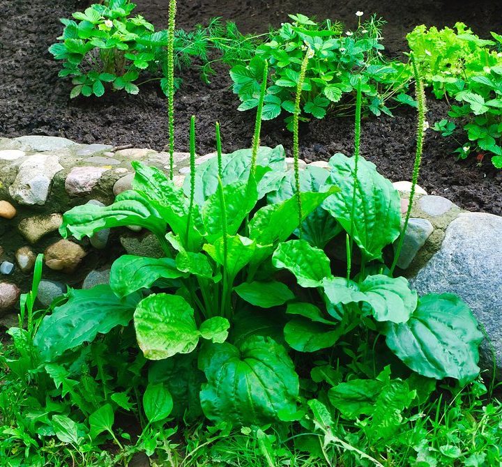 Plantain, AKA Plantago, is an edible and medicinal plant and one of the best weeds for food and medicine. Don’t kill that weed!