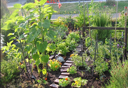 PROTEIN PLANTS TO GROW - Protein garden