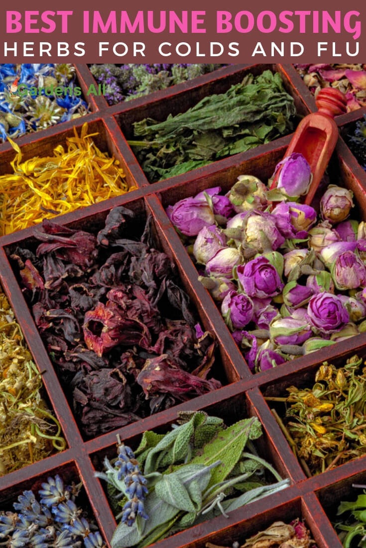 Best Immunity Boosting Herbs for Cold and Flu... Nature's Pharmacy for Natural Medicine. #NaturalMedicine #MedicinalHerbs #MedicinalPlantsAndHerbs #MedicinalHerbsAndTheirUses #ImmuneBooster #Flu #Colds #Herbs #Garden #HealthBenefits #Remedies #NaturalRemedies