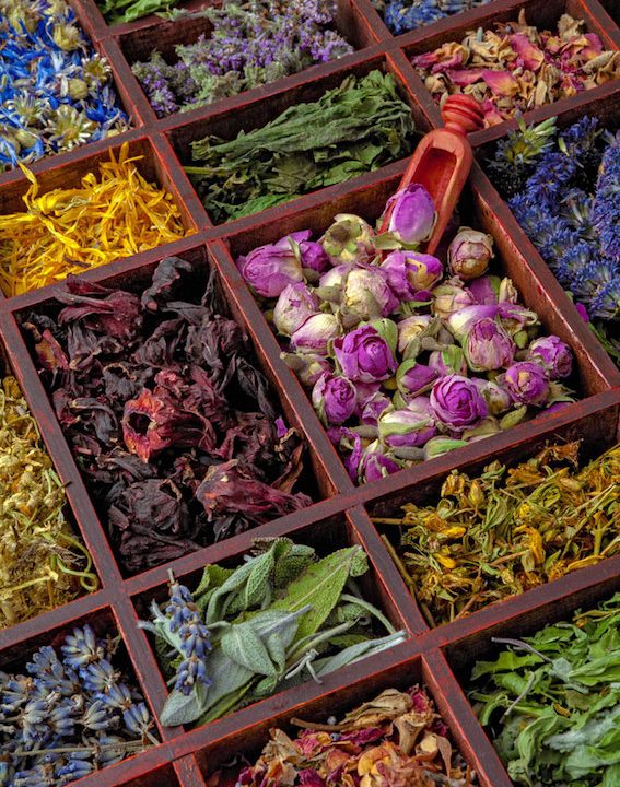 Herbs for Cold and Flu, immunity and prevention. Herbs and plants are nature's pharmacy... the original natural medicine. #HealingHerbs #NaturalRemedies #HerbsForColdAndFlu #HerbalRemedies @NaturalHealing #PreventiveMedicine