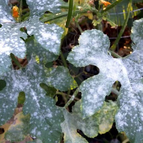 How to Treat and Get Rid of Powdery Mildew on Plants Naturally