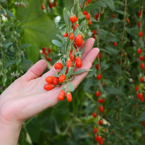 Growing Goji Berries and Goji Berry Health Benefits to Know