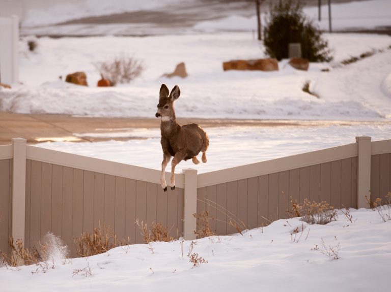 Best Natural Deer Deterrents To Keep Deer Out Of The Garden GardensAll