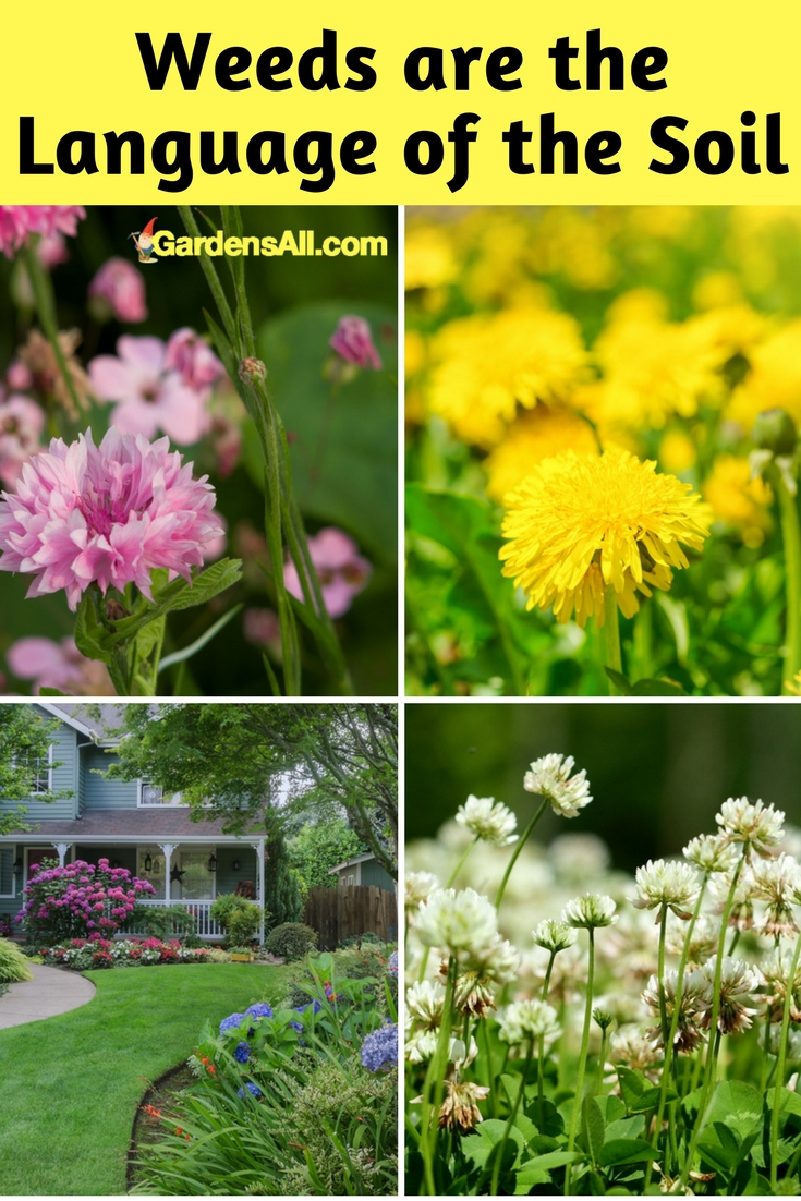 What Your Weeds Reveal About Soil - Have you ever noticed how some weeds grow in one area and not another? It turns out you can learn quite a bit from listening to your weeds!  Now we've written a lot on how so many weeds are actually foods—and medicine—such as dandelion, plantain, hollyhock and so many more, some of which were brought over by our European ancestors as hardy foodstock. #TypesOfSoil #Soil #SoilGarden #SoilForGardening #Garden #Gardening #Growing #Landscaping #Planting #GardenIdeas
