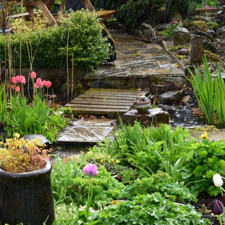 Rain Gardens Direct and Conserve Rainwater While Cleaning the Environment
