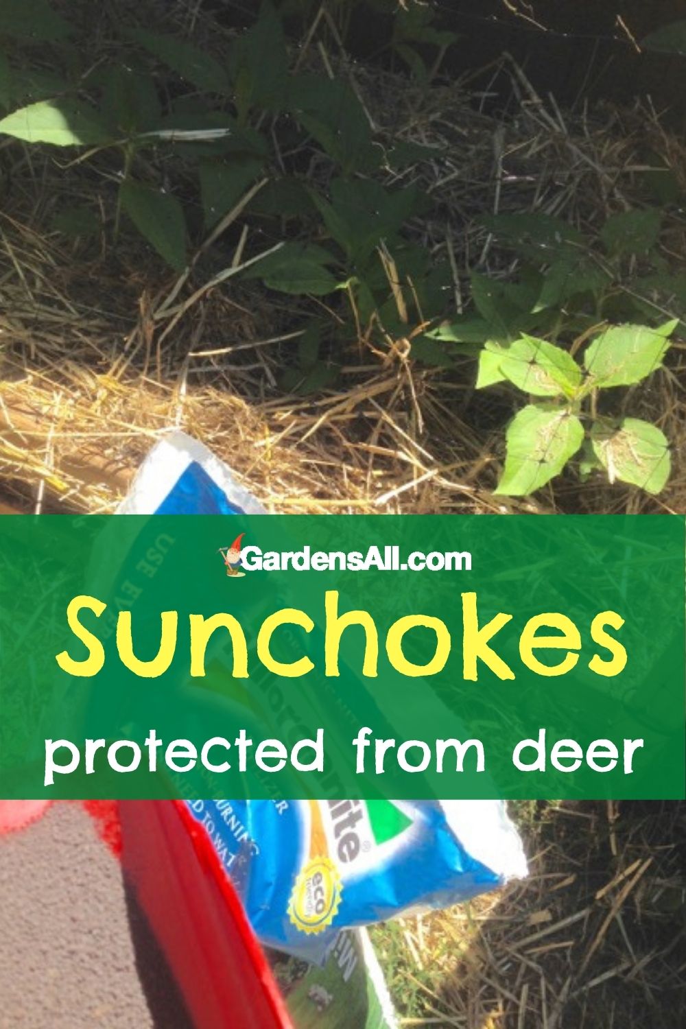 Best Natural Deer Deterrents To Keep Deer Out Of The Garden GardensAll