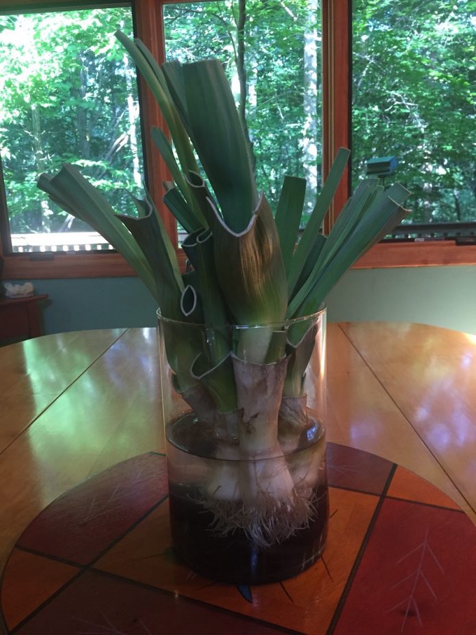 Growing Leeks and Lettuce Indoors in Days