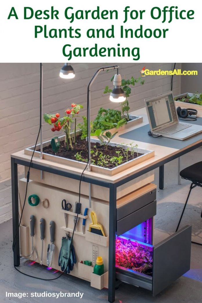 A Desk Garden for Office Plants and Indoor Gardening Trends GardensAll