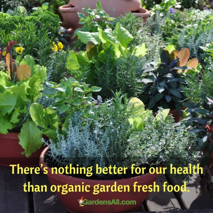 A Desk Garden for Office Plants and Indoor Gardening Trends GardensAll