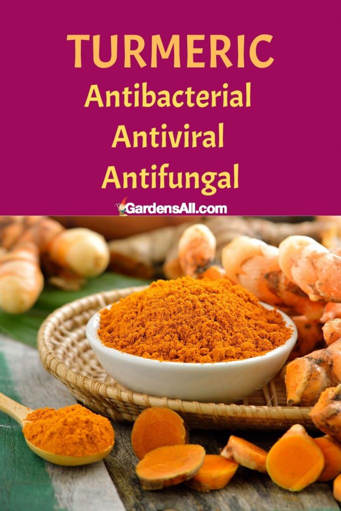 Turmeric is antibacterial, antiviral and antifungal