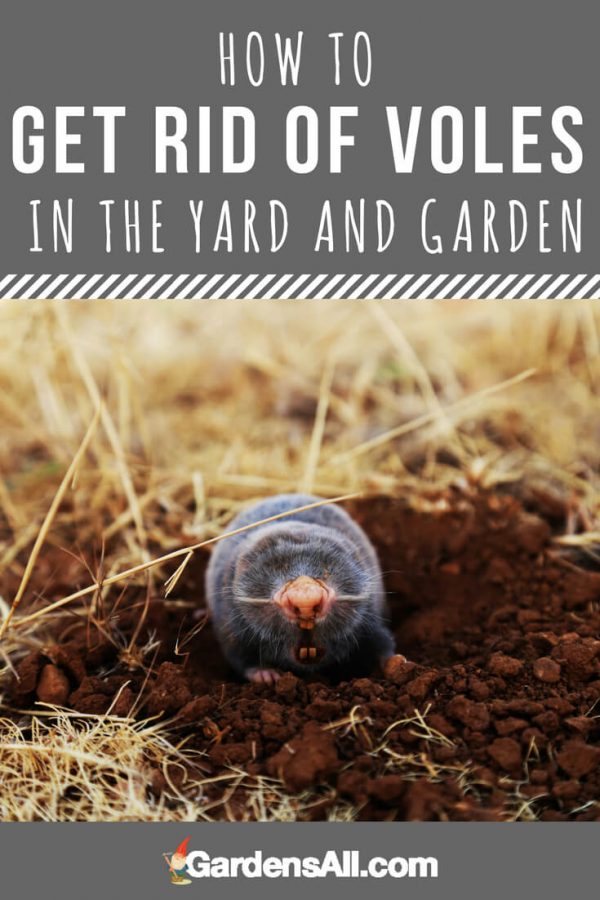 How to Get rid of VOLES in the Yard and Garden | GardensAll