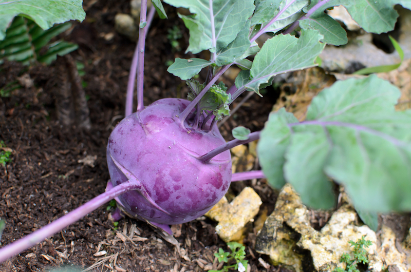 purple kohlrabi stem and leaves growing on the ground