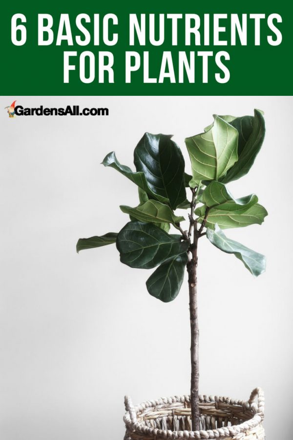 What Do Plants Need to Grow? 6 Basic Nutrients for Plants GardensAll