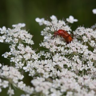 Natural Remedies for Poison Ivy Rash