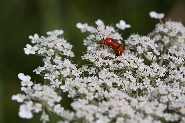 Yarrow flowers close up