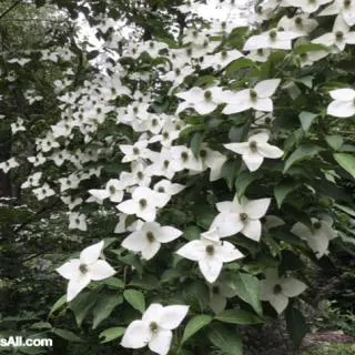 Garden Newsletter: Edible Landscape, Heavy Rains, and Pallets