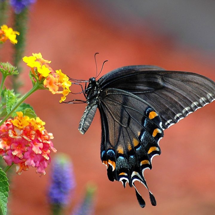 17 Best Plants and Flowers for Attracting Butterflies