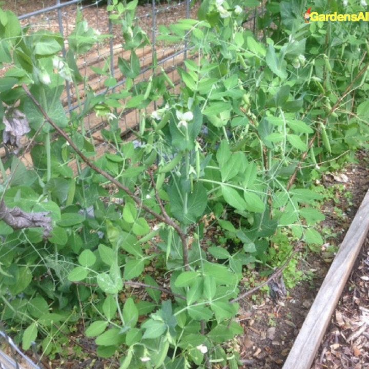 Trellis for Sugar Snap Peas and Bush Beans