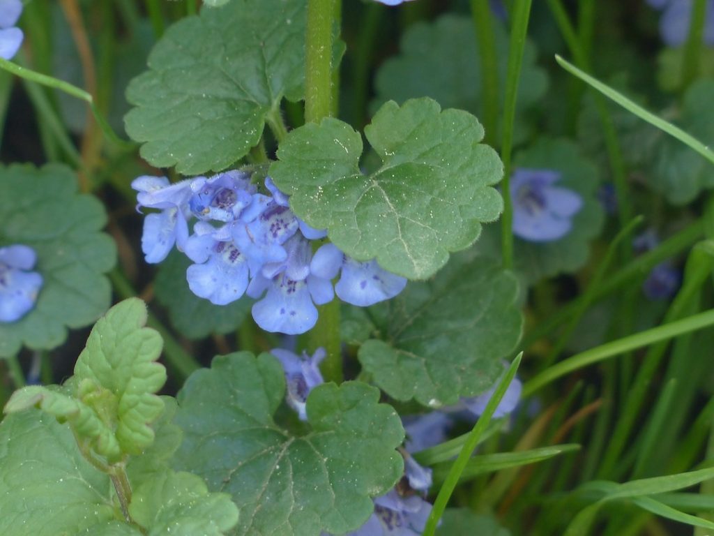 Ground ivy-aka-creeping charlie are weeds with purple flowers
