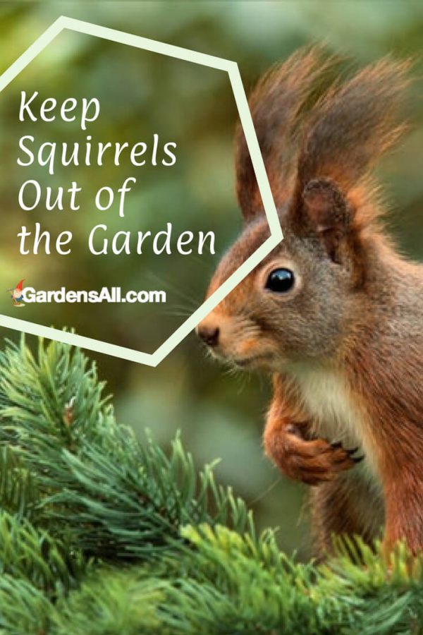 Do Squirrels Eat Tomatoes? GardensAll Pests