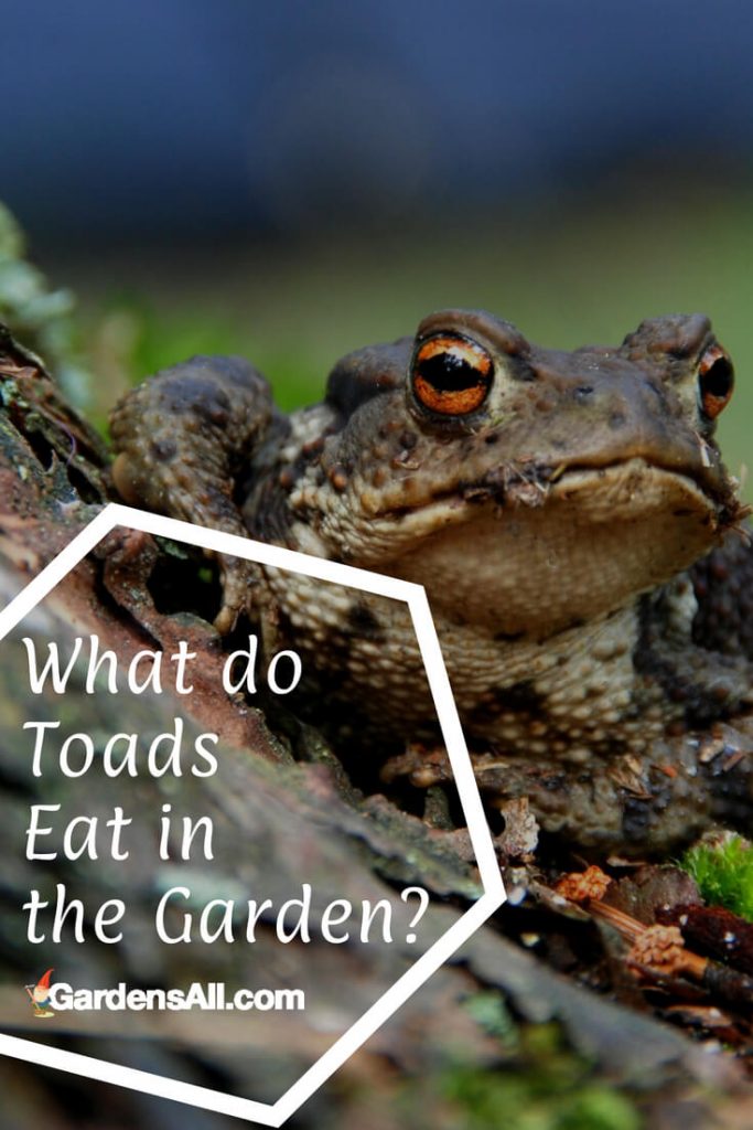 What do Toads Eat in the Garden? GardensAll