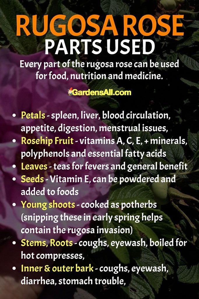 Every part of the rugosa rose can be used for food, nutrition and medicine. #RosaRugosa #Rosehips #BeneficialRosebush #EdibleFlowers #MedicinalPlants #BeneficialPlants #FlowerGardening #Flower
