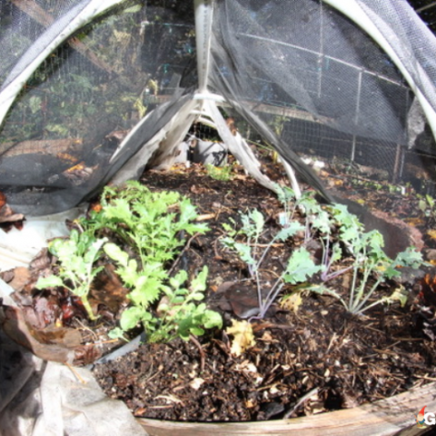 Is It Too Late to Plant in June?