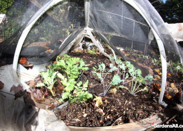 You can shade with home made devices as well. We&rsquo;ve used old window screens still in the frame and fiberglass screen right off the roll. Allow enough space below for air to circulate. A good thick layer of mulch around the plants will help-we prefer wood chips or straw. Planting certain crops where they'll receive partial shade naturally works too.