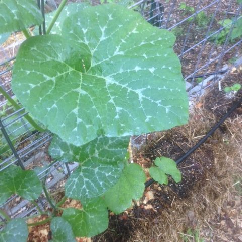 Gardening Newsletter: Gardening with Nature in Mind