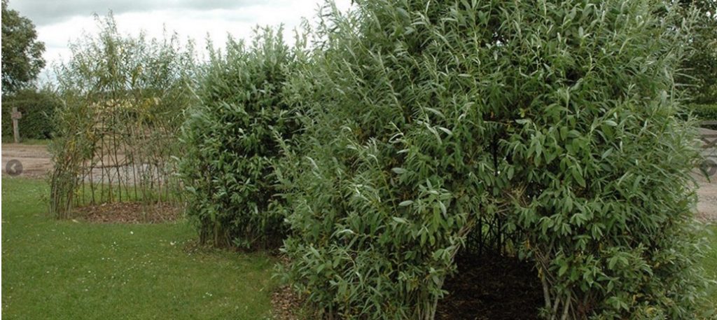 enchanting willow tunnel