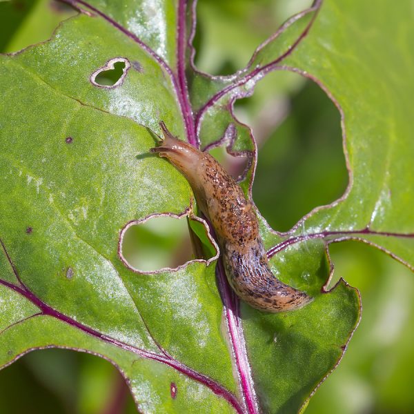 Soaker Hose Garden Irrigation System - Pros and Cons | GardensAll | Reviews