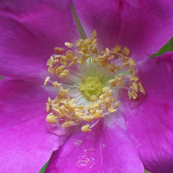 Rugosa Rose - A stout and lovely 