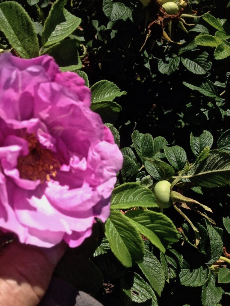 Rugosa Rose Bush - Growth, Benefits and Uses - GardensAll
