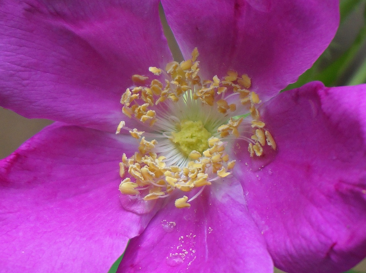Rugosa Rose Bush Growth, Benefits and Uses GardensAll