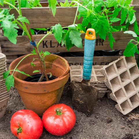 Tomato Plant Diseases and How to Avoid Them