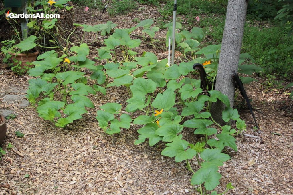 Pruning Squash Plants to Encourage Growth and Avoid Problems GardensAll