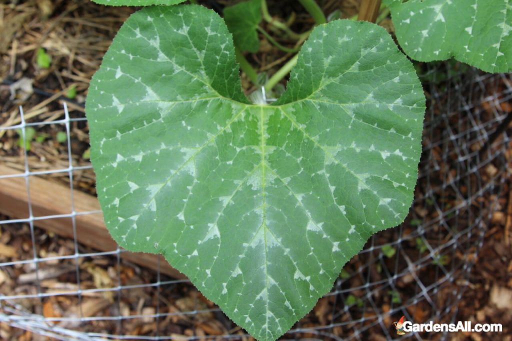 Pruning Squash Plants to Encourage Growth and Avoid Problems GardensAll