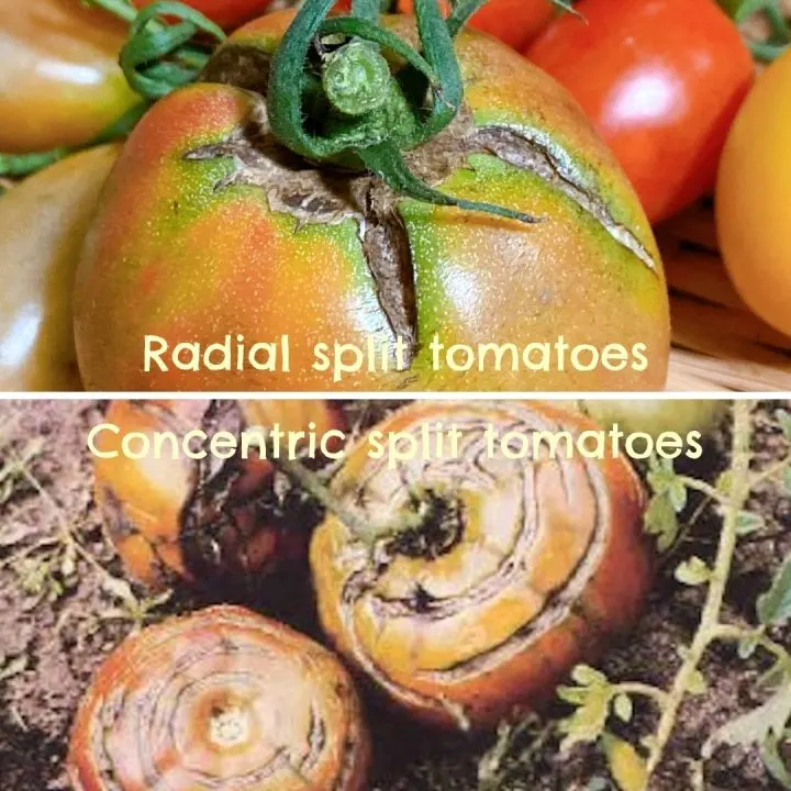 Split tomatoes-radial-concentric