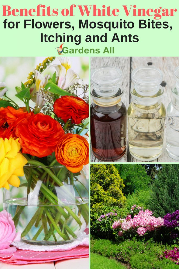 Benefits and Uses for White Vinegar in the Home and Garden GardensAll