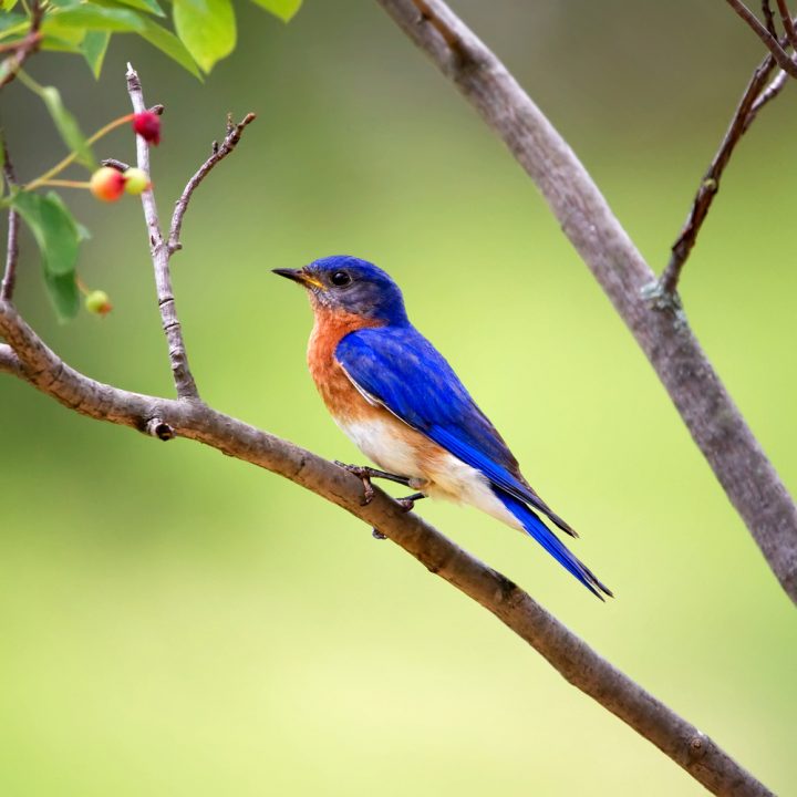 Eastern Bluebird eats mosquitoes