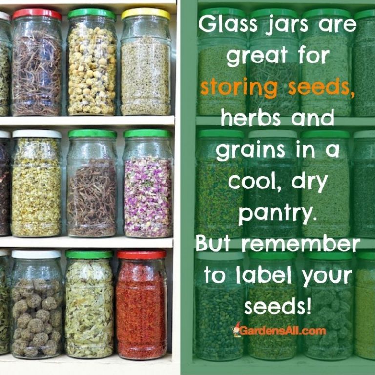 Seed Storage Ideas For Seed Saving With The Best Results GardensAll