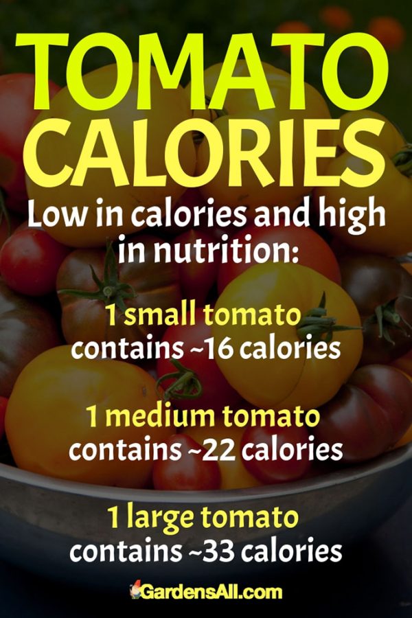 Colored Tomatoes in Yellow, Red, Black and Orange Make for Beautiful